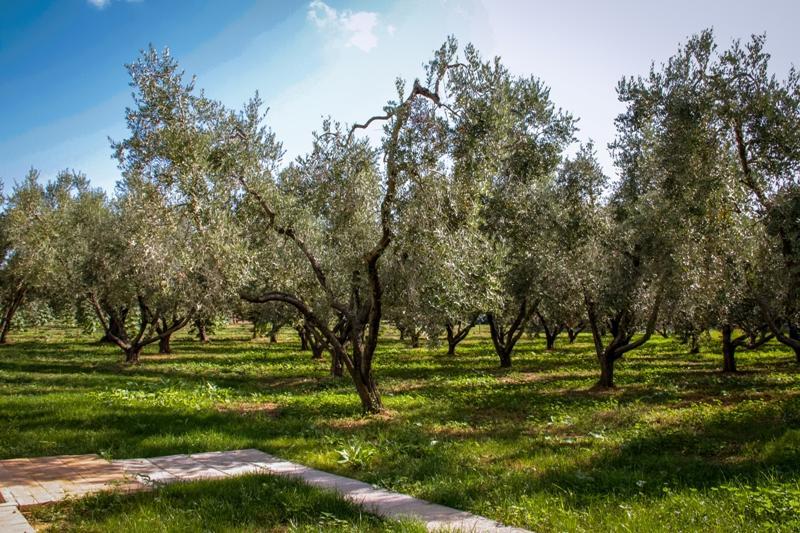 בית הארחה קסטנייטו קרדוצ'י 	Borgo Rurale San Giusto מראה חיצוני תמונה